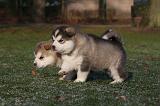 ALASKAN MALAMUTE 638
